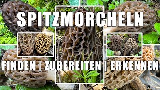 Spitzmorcheln giftig Verwechslung Rezepte  Wo gibt es Spitzmorcheln  Wo findet man Morcheln [upl. by Yelwah420]