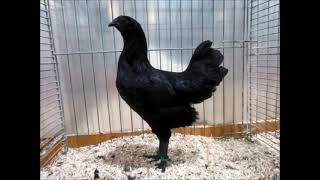 Cemani National Poultry Show Austria 2019 [upl. by Janeva]