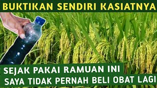 PAKAI RAMUAN INI BIKIN HAMA WERENG DAN WALANG SANGIT LANGSUNG KO [upl. by Nuawad]