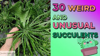 30 Weird And Unusual Succulents With Names [upl. by Reve]