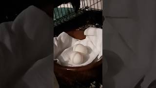 Australian Rainbow Lorikeet Lays Egg  An Incredible Moment [upl. by Kciredes280]