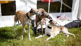 A Complete Guide to Whippet Coat Care Brushing and Bathing [upl. by Christiana]