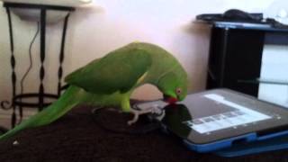 Indian ringneck parrot talking [upl. by Gierk]