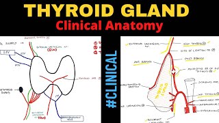 Thyroid Gland Anatomy 33  Clinical Anatomy [upl. by Kenti]