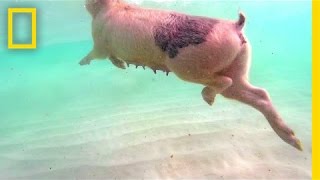 Swimming Pigs Rule This Tropical Island  National Geographic [upl. by Nuawad]