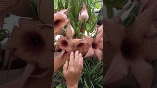 Stapelia gigantea succulent flowers plants trending garden [upl. by Swee314]