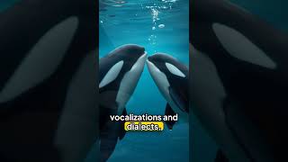 5 fascinating facts about orcas animals funfacts 5facts youdidntknow [upl. by Vez]