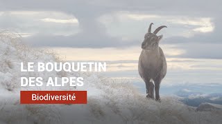 Le Bouquetin des Alpes [upl. by Yaniv]