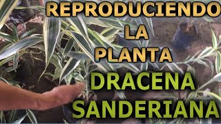 Como reproducir y cuidar el bambu de la suerte Dracaena sanderiana Dracaena braunii [upl. by Atinoj]