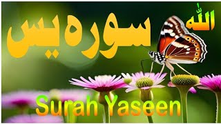 SurahYaseen سورہ یسین By Sheikh Mohammed ZUBAIR beautiful Voice Arabic [upl. by Addy]