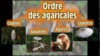 Classification les agaricales [upl. by Eneryc]