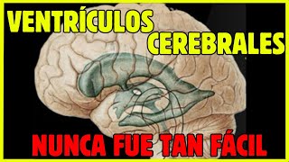 🧠¡¡VENTRÍCULOS CEREBRALES EN 11 MINUTOS [upl. by Vitus]