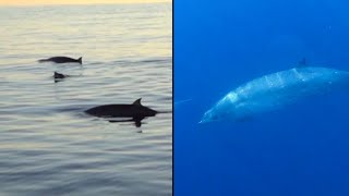 Was a New Whale Species Just Discovered [upl. by Kalle]