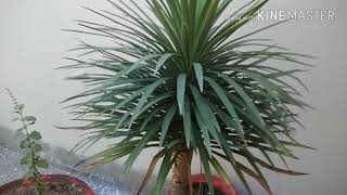 Yucca plant overview [upl. by Beker502]