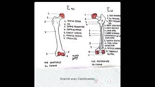 Fémur vues antérieure et postérieure [upl. by Daryn]