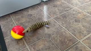 weasel toy with ball [upl. by Yorgos]