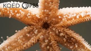 Watch This Starfish Protect Her Babies From Danger  Deep Look [upl. by Yrak412]