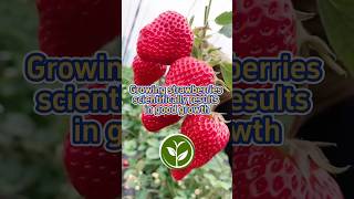 Growing strawberries scientifically results in good growth shortvideo youtubeshorts garden video [upl. by Meris172]