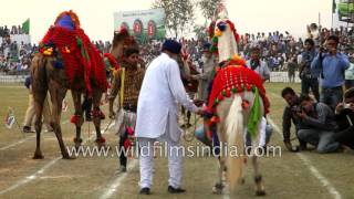 Dancing camel and horse in Kila Raipur Sports Festival [upl. by Elisa880]