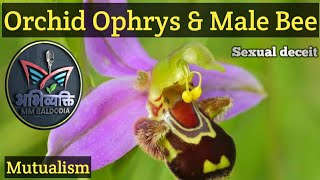 Orchid Ophrys and Bee Pollinator pseudocopulation Sexualdeciet Coevolution Mutualism [upl. by Naaman]