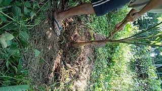 Betel Nut Planting [upl. by Eifos]