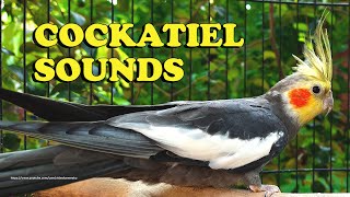 Cockatiel Sounds  Gray Cockatiel Wono  Chirping Sounds [upl. by Prue]