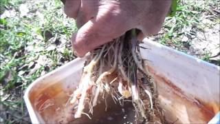 Sweet Potatoes  Step by Step Guide to Planting [upl. by Patrizio927]