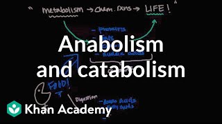 Overview of metabolism Anabolism and catabolism  Biomolecules  MCAT  Khan Academy [upl. by Gleeson]