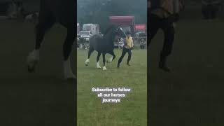 2nd place at a welsh cob show horse horses equestrian horselover [upl. by Aidni]