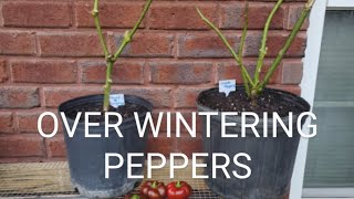 OVER WINTERING PEPPERS IN FALL [upl. by Astera]