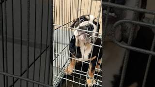 Dog voice dog barking dulldog barking  Bulldog papy deshrajrajputvlogs [upl. by Ellimac631]