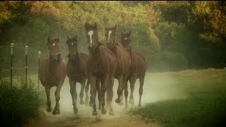 Paradise Arabians Breeders of Straight Egyptian Arabian Horses [upl. by Claudio]