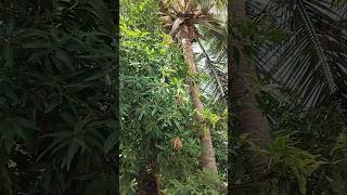 Nature nurturing nature tree coconut village shorts youtubeshorts [upl. by Annavahs]