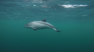 Curious Harbour Porpoises filmed with a polecam [upl. by Biancha]