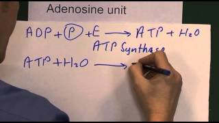 Hypoxia 2 ADP ATP [upl. by Mckay]