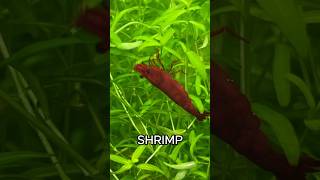 Cheap Shrimp Tank Setup For Beginners Walstad Method No Filter No Heater Tank For Cherry Shrimp [upl. by Aicenav]