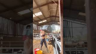 UNE JEUNE AGRICULTRICE DONNE A MANGER AUX VEAUX  agricultrice agricole agriculture [upl. by Taryn902]