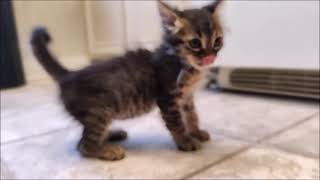 Up close and nonstop kitten play with Little Dude [upl. by Htaek]