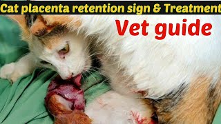 Retained placenta in cats treatment  Signs of a retained placenta in cats  Drhira saeed [upl. by Ariaec]