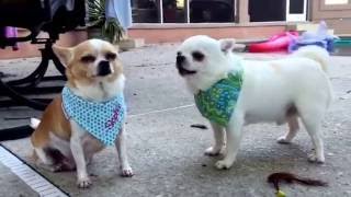 Chihuahuas acting like an old married couple [upl. by Edveh]