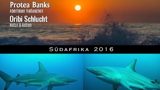 Südafrika  Haitauchen Protea Banks amp Natur und Action in der Oribi Schlucht [upl. by Artemas]