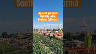 Four FamilyFriendly Pumpkin Patches in Southern California shorts fall [upl. by Hanser494]