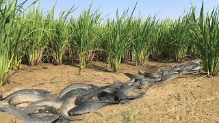 Wow Amazing A Fisherman Found A Lot of Catfish at Rice field in Dry Season  Traditional fishing [upl. by Waxman]