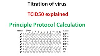 TCID50 assay principle protocol and calculation explained [upl. by Breanne413]