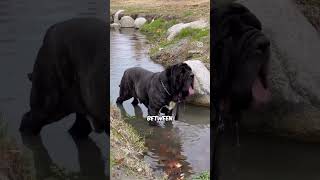 The Neapolitan Mastiff [upl. by Frasier]