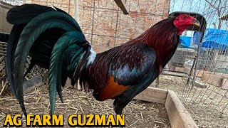 Leiper Grey Roundhead  AG FARM GUZMAN [upl. by Ursal]