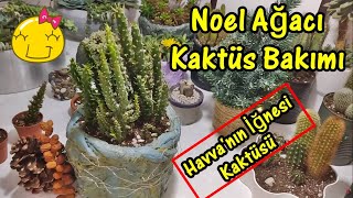 Noel Ağacı Kaktüs Bakımı  Havvanın İğnesi Kaktüsü Austrocylindropuntia Subulata Care [upl. by Beverly]