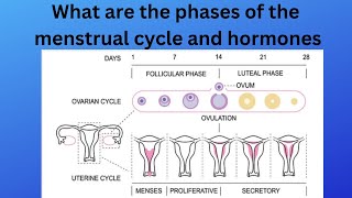 What are the phases of the menstrual cycle and hormones [upl. by Tildy]