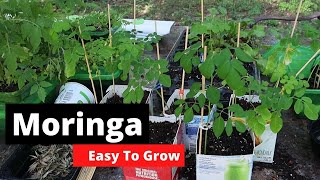 How to grow Moringa The easy way [upl. by Paz]