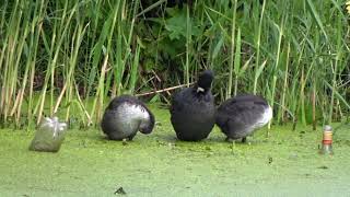 Coots Preening 20240526 [upl. by Roze]